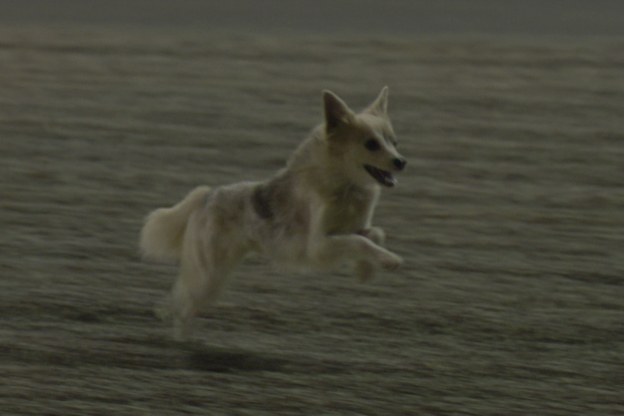 【動画】 セバスチャン・ベッテル、犬乱入で『Who Let The Dogs Out～♪』